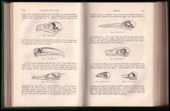 Louis Figuier: Reptiles and Birds