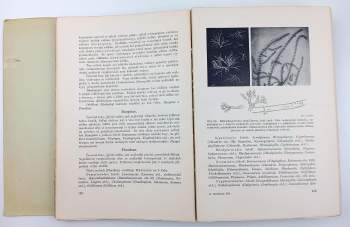 František Antonín Novák: Rostlinopis