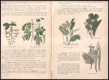 František Polívka: Rostlinopis pro nižší třídy škol středních