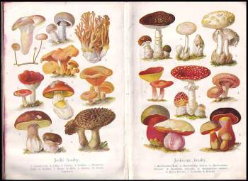 Josef Rosický: Rostlinopis pro ústavy ku vzdělání učitelů a učitelek