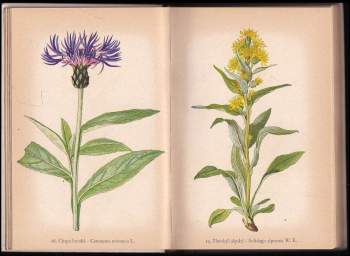 Karel Svolinský: Rostliny