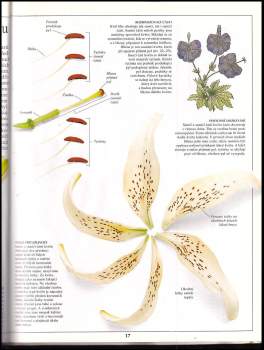 David Burnie: Rostliny