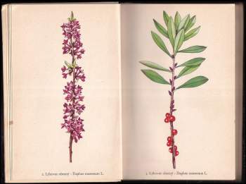 František Antonín Novák: Rostliny