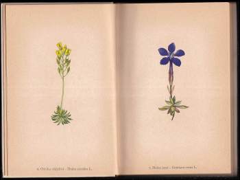 František Antonín Novák: Rostliny