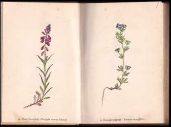 František Antonín Novák: Rostliny