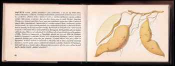 Václav Jirásek: Rostliny známé neznámé