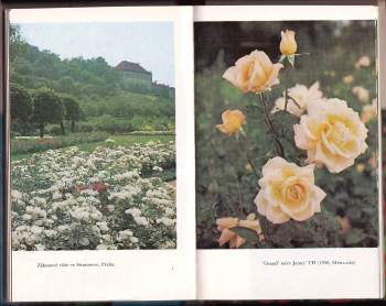 Bohumil Jaša: Růže