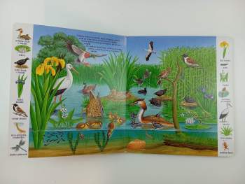 Gisela Fischer: Rybník a řeka