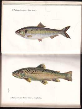 Antonín Pospíšil: Ryby