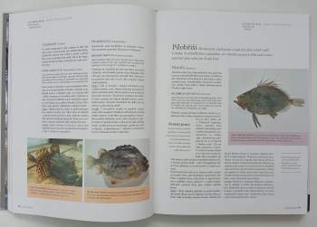 Bärbel Schermer: Ryby a mořské plody