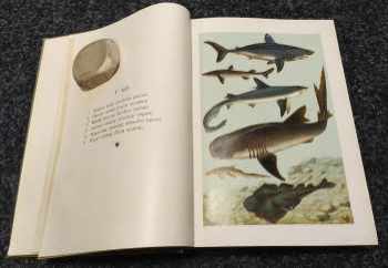 Antonín Nosek: Ryby mořské a sladkovodní - se 22 barevnými tabulemi