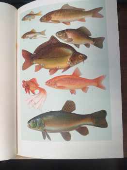 Antonín Nosek: Ryby mořské a sladkovodní - se 26 barevnými tabulemi - TOP STAV