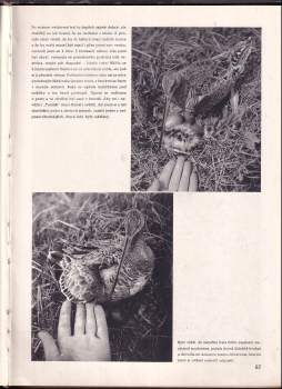 Václav Jan Staněk: S kamerou za zvěří na našich vodách