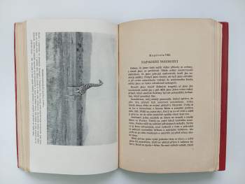 Martin Johnson: Safari