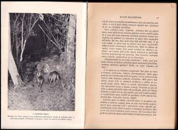 Martin Johnson: Safari