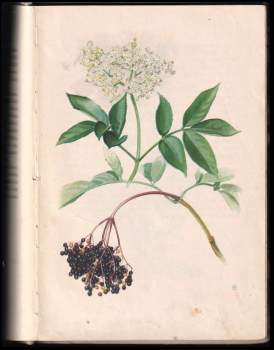 Jaroslav M Petrbok: Sbíráme léčivé rostliny