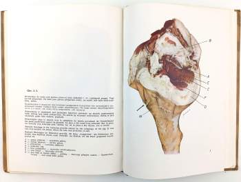 Jan Hökl: Škody na mase a živočišných surovinách při zpracování zvířat na jatkách