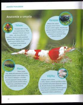 Chris Lukhaup: Sladkovodní krevety