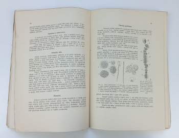 Josef Kafka: Sladkovodní mechovky země České