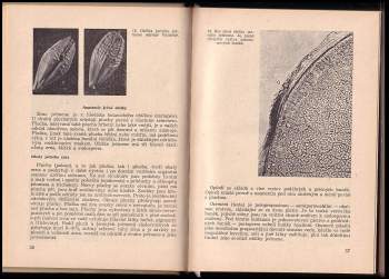 Vladimír Skládal: Sladovnický ječmen