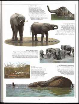 Ian Redmond: Sloni