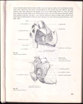 Ladislav Borovanský: Soustavná anatomie člověka II