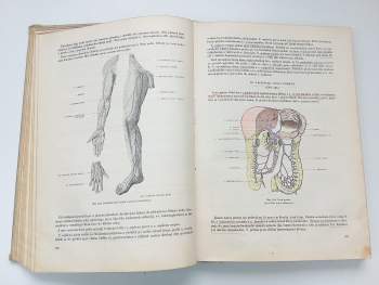 Ladislav Borovanský: Soustavná anatomie člověka II