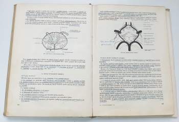Ladislav Borovanský: Soustavná anatomie člověka II