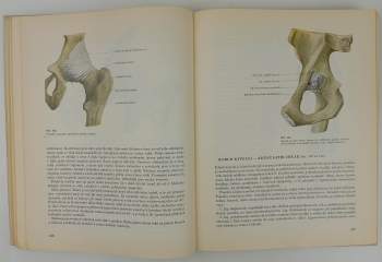 Ladislav Borovanský: Soustavná anatomie člověka