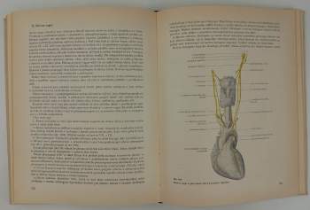 Ladislav Borovanský: Soustavná anatomie člověka