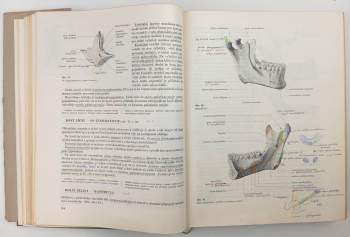 Ladislav Borovanský: Soustavná anatomie člověka