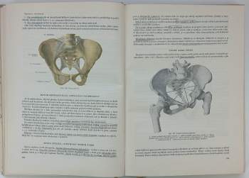Ladislav Borovanský: Soustavná anatomie člověka II