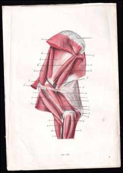 Jan Kolda: Srovnávací anatomie zvířat domácích [Díl] 3, Nauka o kloubech [arthrologia].