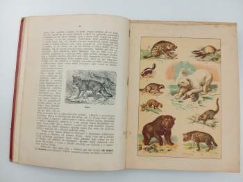 Bohuslav Záborský: Ssavci