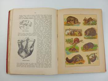 Bohuslav Záborský: Ssavci