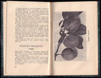 Václav Bílý: Švestka a její pěstování