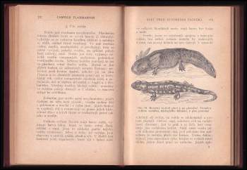 Camille Flammarion: Svět před stvořením člověka