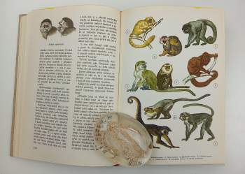 Zdeněk Veselovský: Světem zvířat