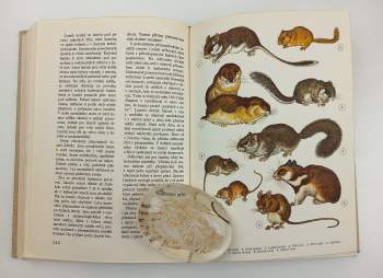 Zdeněk Veselovský: Světem zvířat