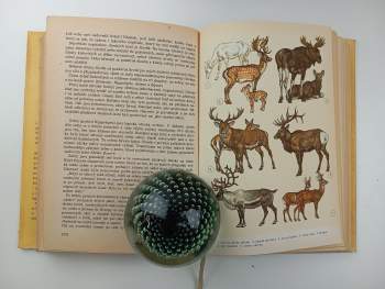 Jiří Felix: Světem zvířat