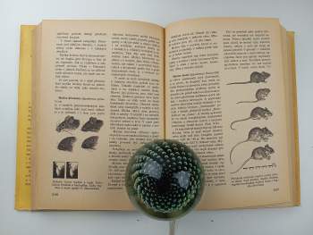 Jiří Felix: Světem zvířat