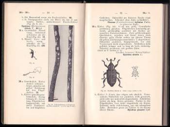Rudolf Koch: Tabellen zur Bestimmung schädlicher Insekten an Kiefer und Lärche nach den Fraßbeschädigungen