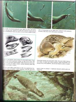 Daniel Alibert-Kouraguine: Tajuplný život zvířat