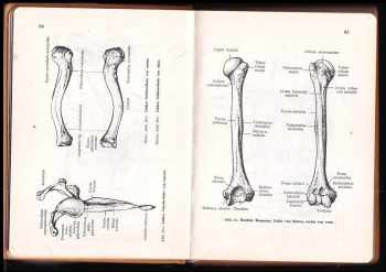 Hermann Voss: Taschenbuch der Anatomie - Band I + II + III
