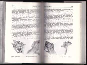 Jiří Čihař: Teraristika