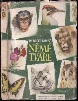 Název varianty