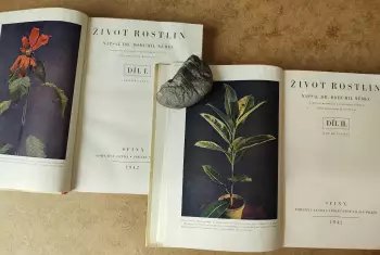 Název obrázku