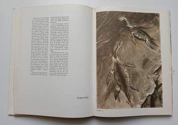 Josef Augusta: Tiere der Urzeit