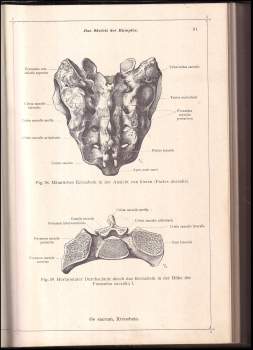 Carl Toldt: Toldts Anatomischer Atlas für Studierende und Ärzte
