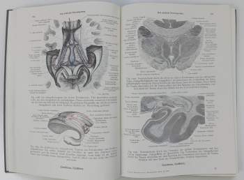 Ferdinand Hochstetter: Toldts Anatomischer Atlas für Studierende und Ärzte